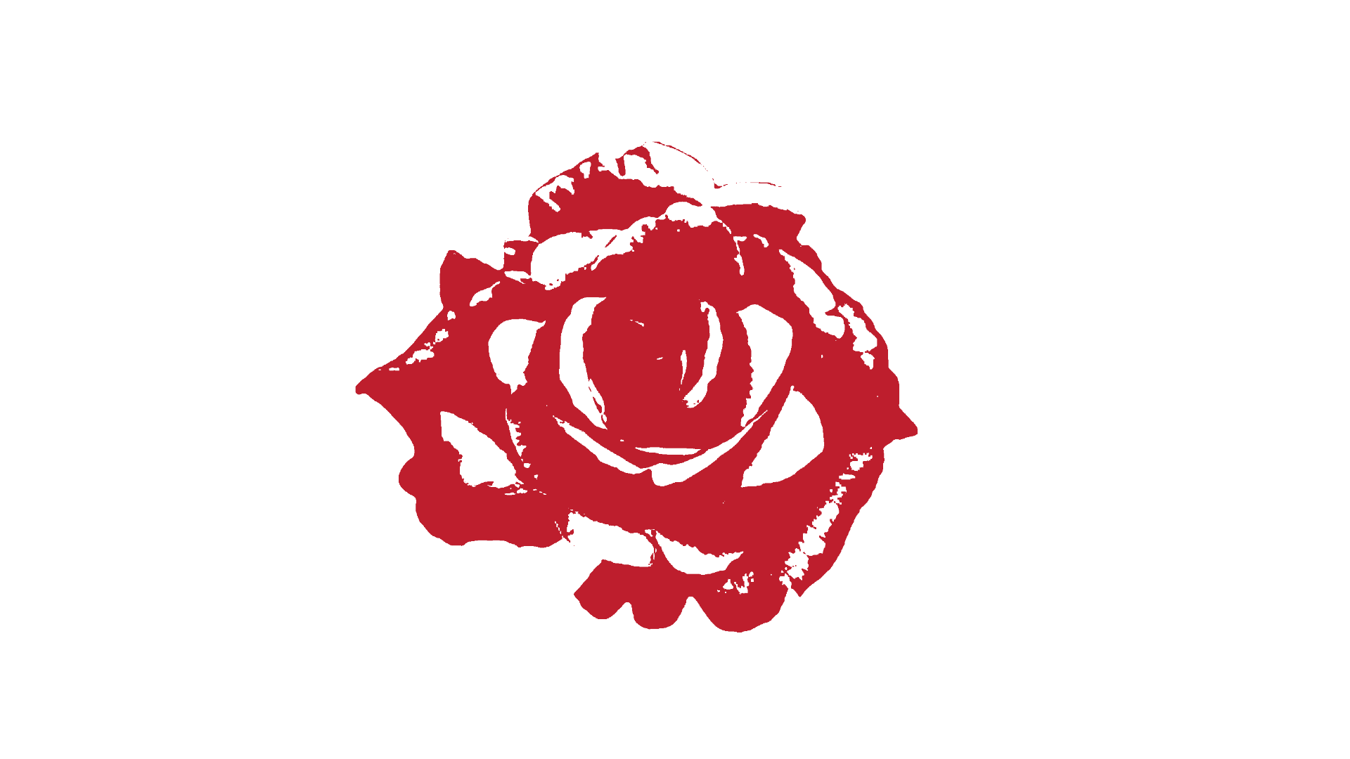 Red rose